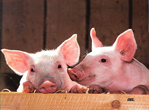 Farm Animal Pig Barnyard Kitchen Glass Cutting Board Barn Decorative Gift Farmhouse Ranch Piglets Design